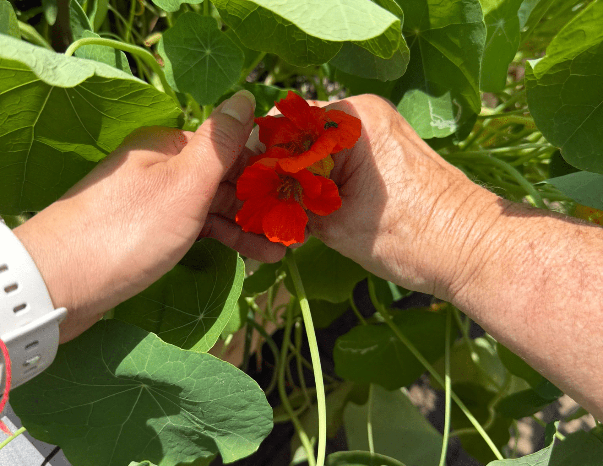 Growing Joy: How a Garden Brought Kayla and Miss Deborah Closer